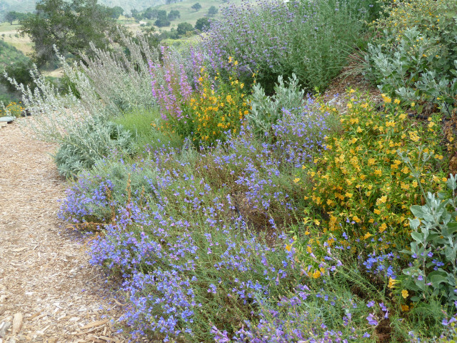 Aromatic and vibrant pollinator gardens