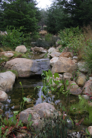 Wetland gardens